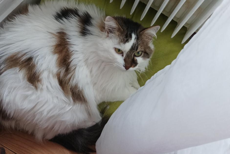Disappearance alert Cat miscegenation  Female , 14 years Busy France
