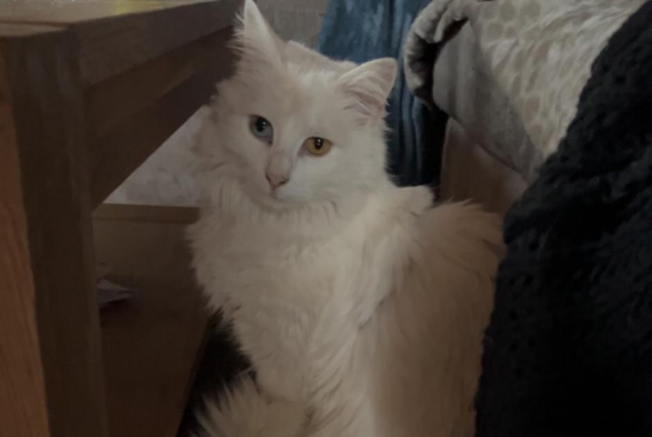 Disappearance alert Cat Female , 8 years Berthelange France