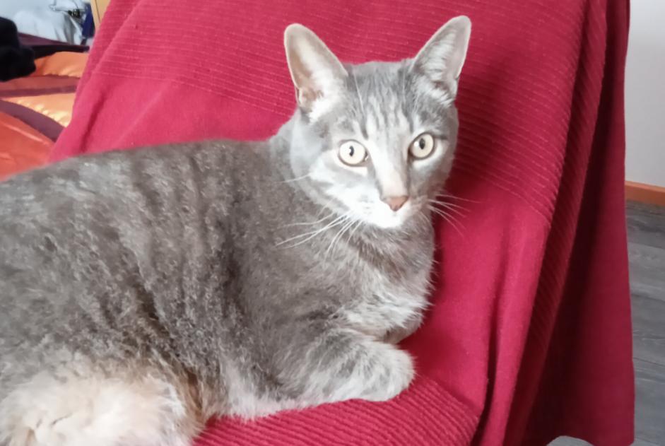 Disappearance alert Cat  Male , 14 years Besançon France