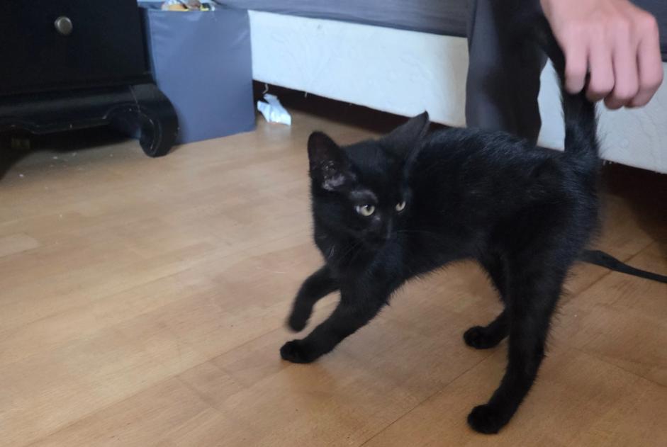 Alerta de Hallazgo Gato Macho Vieux-Charmont Francia