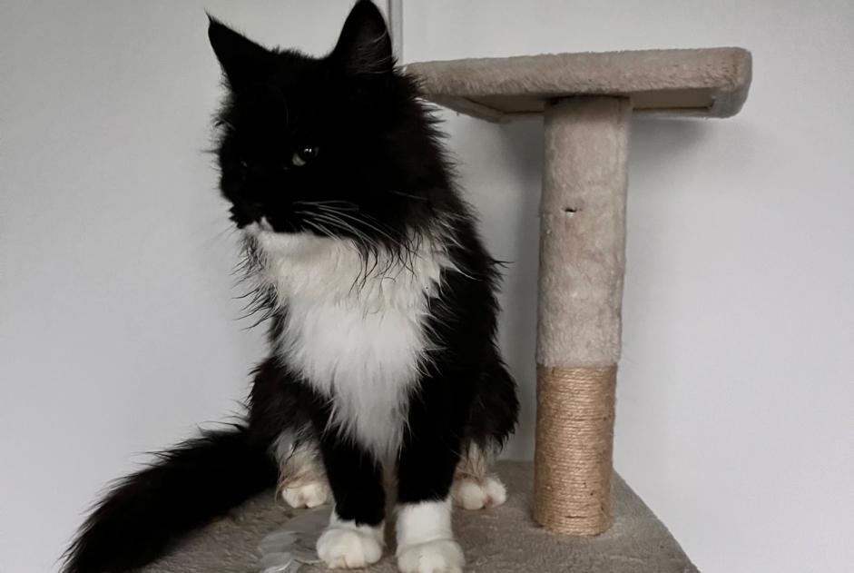 Alerte Disparition Chat  Femelle , 2 ans Écot France