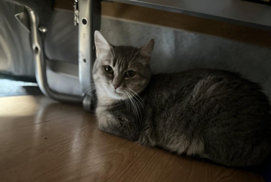 Alerte Disparition Chat croisement Femelle , 6 ans Franois France Alerte Disparition Chat croisement Femelle , 6 ans Franois France