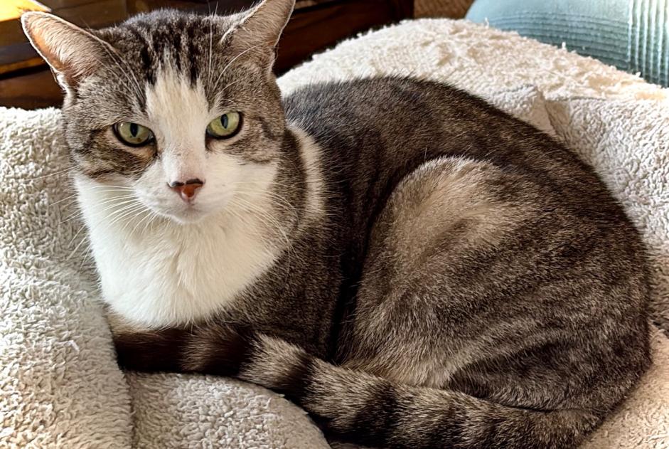 Alerte Disparition Chat Mâle , 9 ans Gennes France