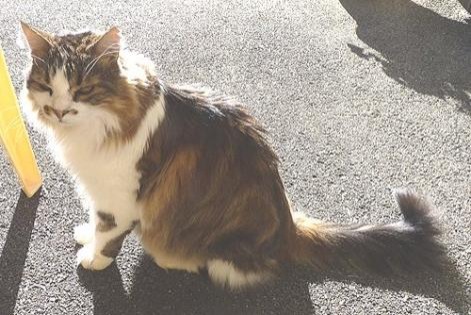 Avviso scomparsa Gatto incrocio di razze  Maschio , 20 anni Les Fontenelles Francia