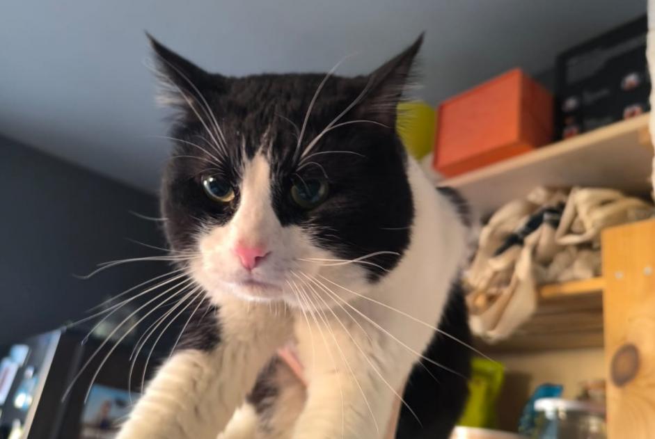Avviso Ritrovamento Gatto Maschio Besançon Francia