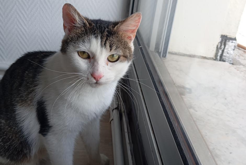 Avviso Ritrovamento Gatto Femmina Besançon Francia