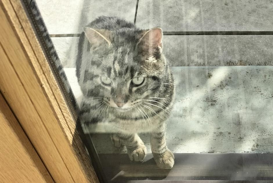 Avviso Ritrovamento Gatto incrocio di razze  Maschio Les Premiers Sapins Francia