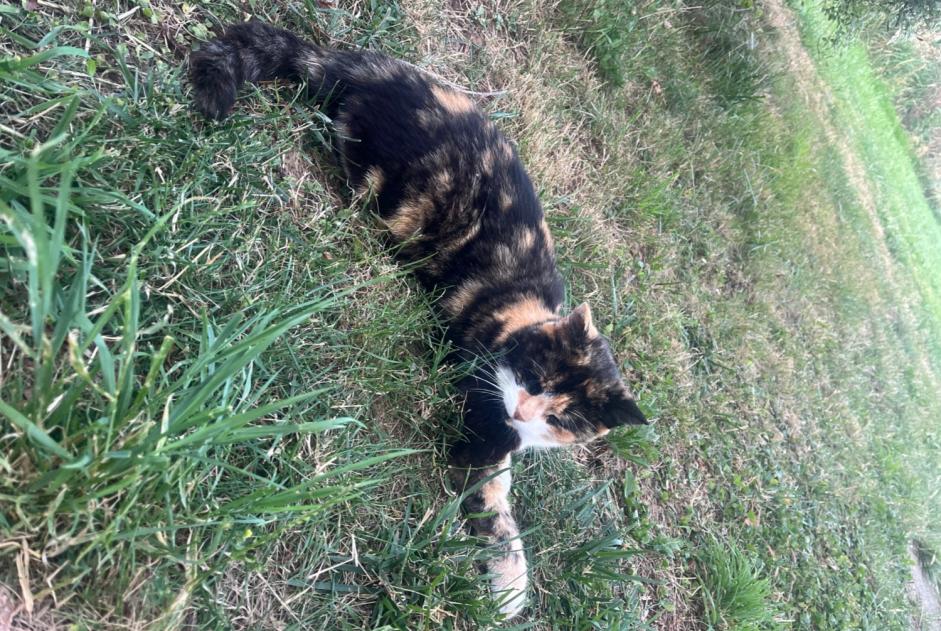 Avviso Ritrovamento Gatto Non conosciuta Burgille Francia Avviso Ritrovamento Gatto Non conosciuta Burgille Francia