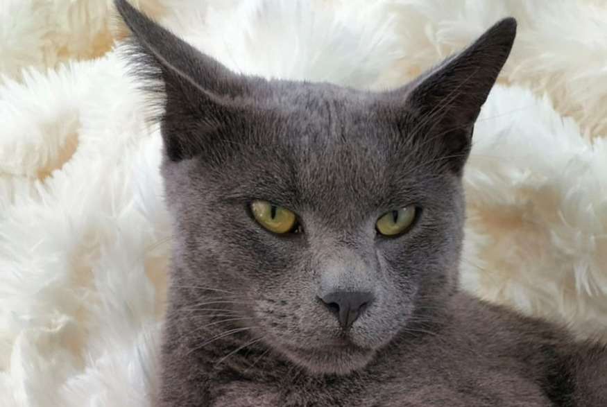 Avviso scomparsa Gatto  Maschio , 2 anni Lavernay Francia