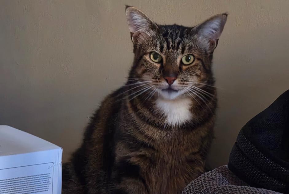 Avviso scomparsa Gatto Maschio , 4 anni Houtaud Francia Avviso scomparsa Gatto Maschio , 4 anni Houtaud Francia