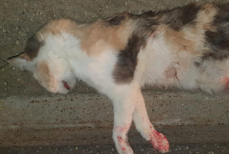 Alerta descoberta Gato Fêmea Fournet-Blancheroche France