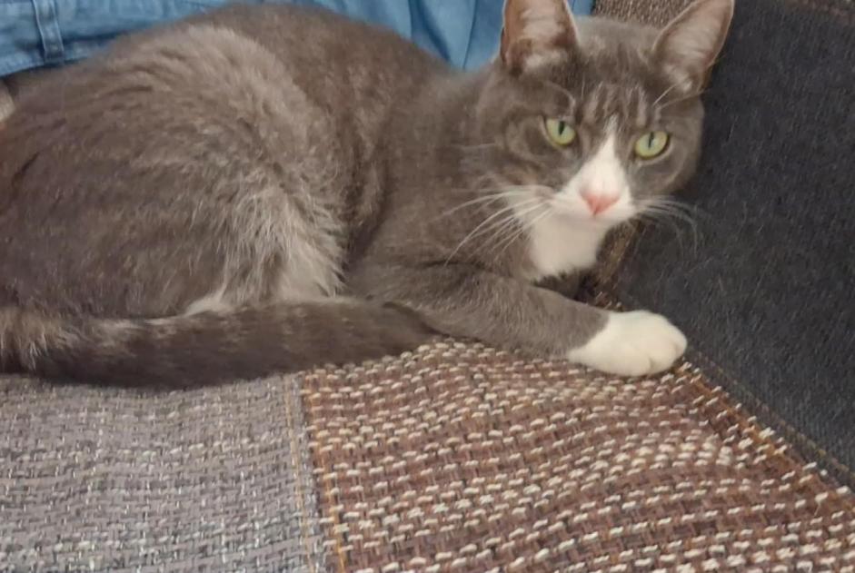 Alerta desaparecimento Gato cruzamento  Macho , 2 anos Dannemarie-sur-Crète France